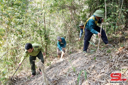 Thực hiện tốt chính sách chi trả dịch vụ môi trường rừng 