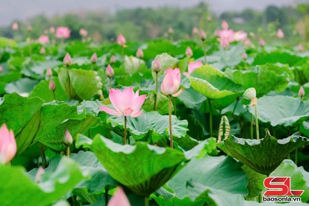 Hồ sen Mó Tu