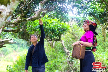 Cây chè cổ thụ trên đất Tô Múa