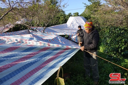 Bảo vệ cây cà phê trước rét đậm, rét hại