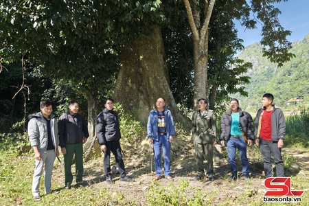 Phiêng Pằn giữ xanh những cánh rừng
