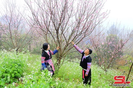 Nhộn nhịp đào tết Vân Hồ