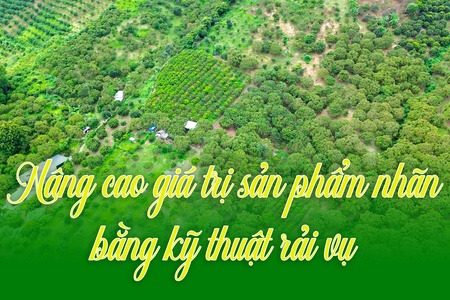 Nâng cao giá trị sản phẩm nhãn bằng kỹ thuật rải vụ
