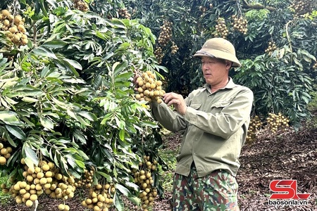 Chiềng Khương mùa nhãn chín sớm