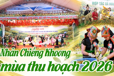 Nhãn Chiềng Khoong mùa thu hoạch 2026