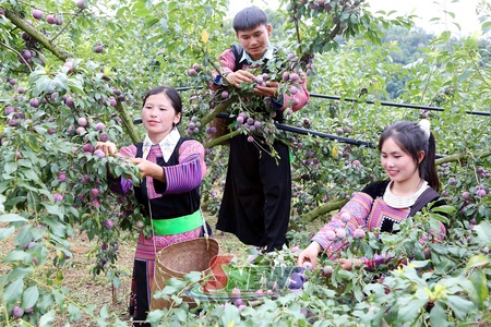 Chuyển dịch từ VietGAP đến nông nghiệp hữu cơ