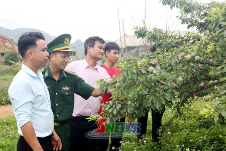 Phát triển nông nghiệp gắn với nâng cao năng suất, chất lượng sản phẩm