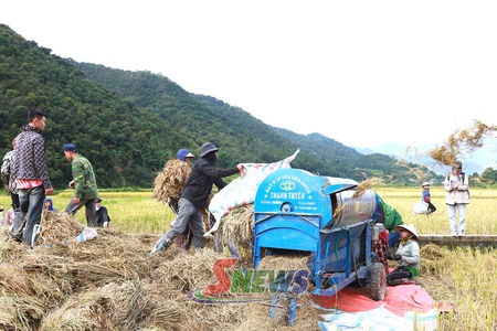Mùa vàng ở Ngọc Chiến