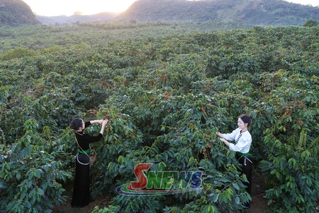 Mùa cà phê chín ở Chiềng Mai