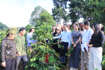 Nông dân Sơn La so tài chăm vườn cà phê đẹp
