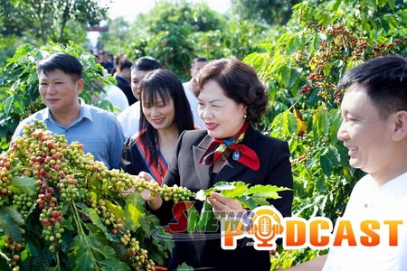 Bản tin Podcast ngày 11/10/2026