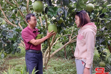 Son La’s citrus fruit production reaches over 8,000 tonnes