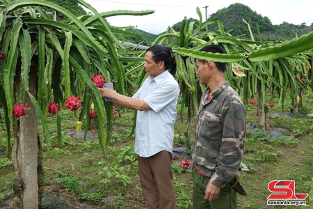 Mai Son district expands fruit growing area