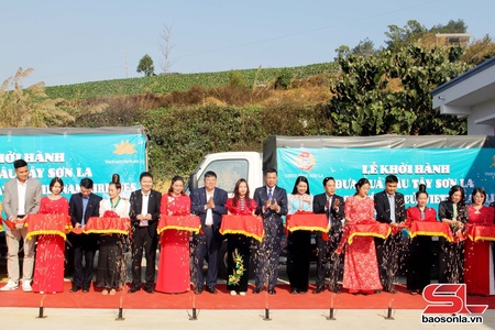 Son La strawberries served on Vietnam Airlines flights