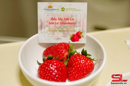 Son La strawberries “fly” with Vietnam Airlines