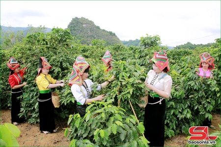 Bich Thao Son La Coffee Cooperative among Top 10 of Int’l Golden Coffee Award Vietnam