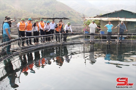 Son La expands sturgeon farming on hydropower reservoir