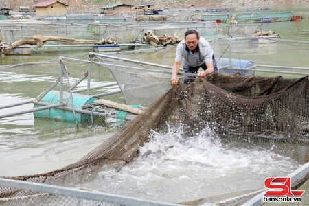 550 fish cages maintained on Son La hydropower reservoir
