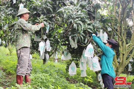 Song Ma takes care of mangoes for export