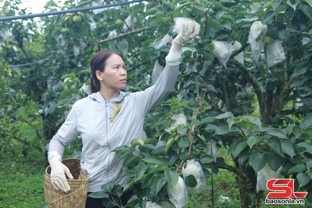 Phiêng Khoài khảu mua pít củ mák lê Tai Nung 