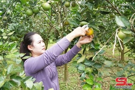 Mường Cơi khỏi đù cò kìn mák mi tanh