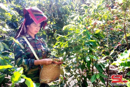 Son La’s export value reaches 124.3 million USD