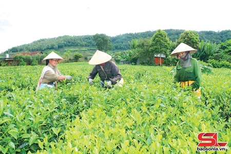 Bình Thuận đê yax 7.000 tấn njik yuôx zêx nhôngk