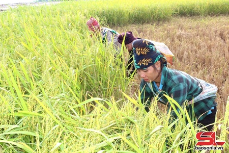  Quỳnh Nhai mả pe khảu na mua cựt đảy cài 50 tạ mỏi ha