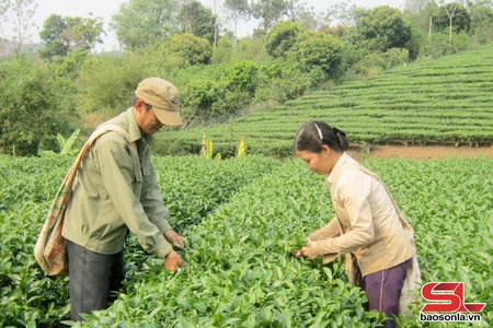 Fresh tea bud output reaches more than 43,400 tonnes