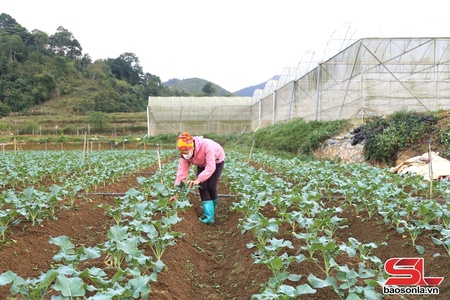 Van Ho cultivates 557 hectares of vegetables
