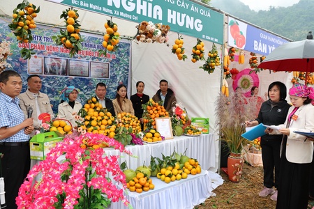 Muong Coi showcases citrus fruits at 2025 festivals