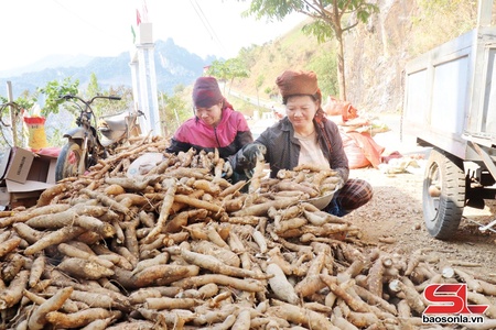 Chieng Lao commune's fresh cassava yield reaches 15 tonnes per hectare