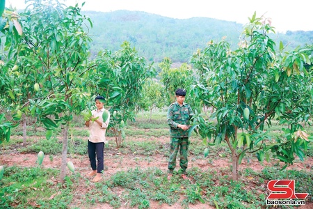 Chieng Hac maintains over 3,200 hectares of fruit trees