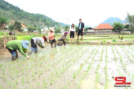 Chieng Mai prepares for winter-spring crop 2026