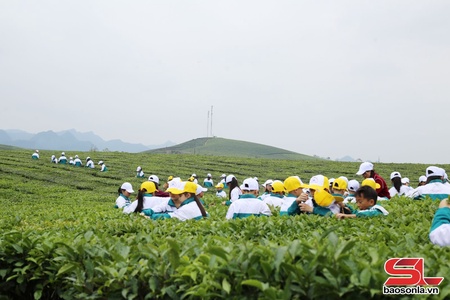 Van Son ward develops agriculture linked with product processing and sale