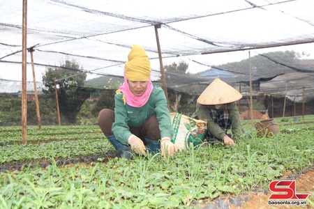 Nhẳn pao cò chựa tiêng àn hảư po hay me na