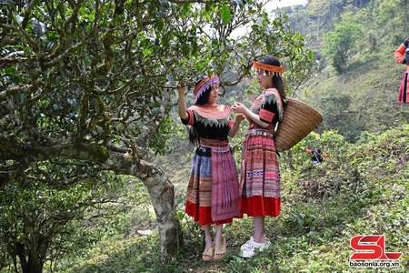 Ta Xua welcomes over 5,200 visitors during holiday