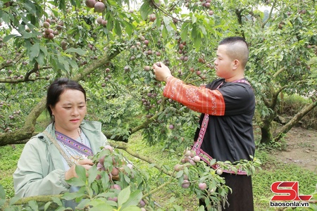 Phiềng piêng Mộc Châu mua mák mặn súc đành