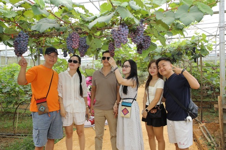 Visitors amazed by the beauty of grapevines dripping with ripe fruit