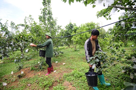 Tai Nung pear in Phieng Khoai strengthens market presence