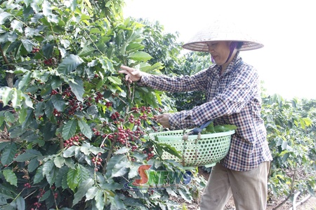 Chieng Coi builds sustainable coffee growing region