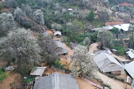 Ngày hội hoa sơn tra