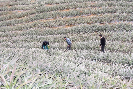 Tập trung nguồn lực xây dựng nông thôn mới ở xã vùng III
