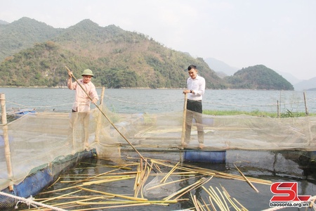 Sản xuất nông, lâm nghiệp và thủy sản tập trung, bền vững