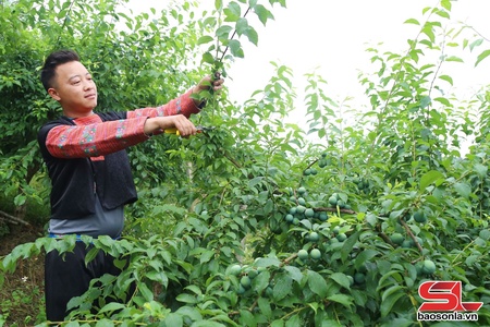Vân Hồ tập trung chăm sóc cây ăn quả