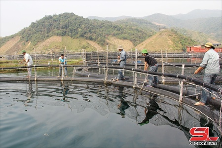 Mở rộng quy mô nuôi cá tầm