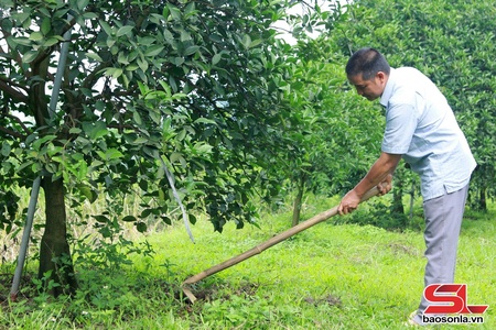 Hộ sản xuất nông nghiệp tiêu biểu