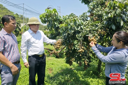 “Đảo chiều” mùa vụ, cho quả ngọt bốn mùa