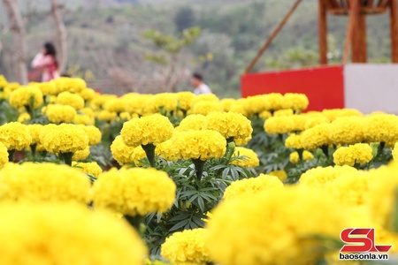 Giai điệu mùa hạ
