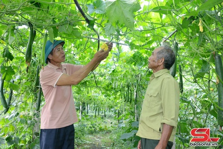 Người có uy tín tiên phong phát triển kinh tế
